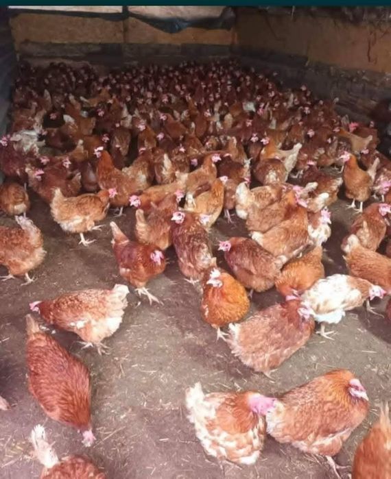 Găini Rosi Issa Brown