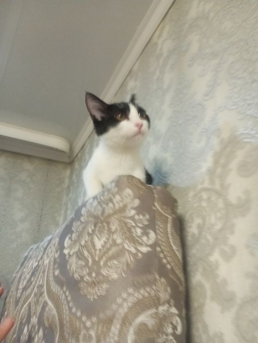 Бесплатно котенка()