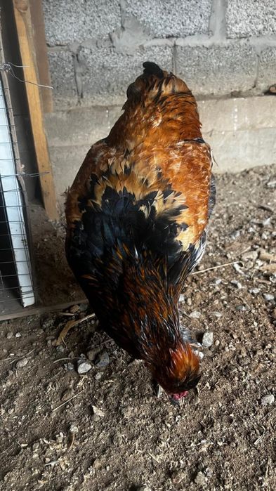 Құстар Қазақы қораз