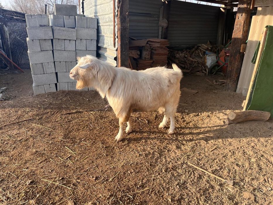 пішілген теке сатылады