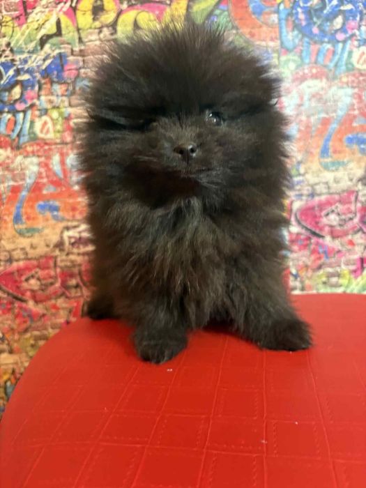 Померани момче и момиче