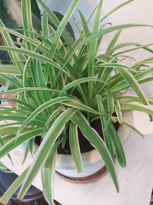 Хлорофитум, сорт Оранж