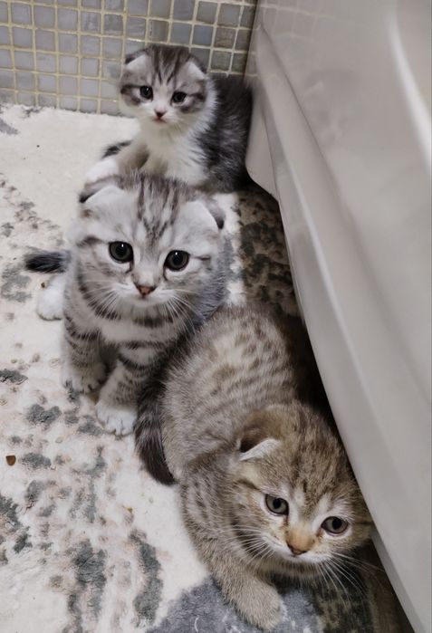 Котята, шотландцы вислоухие