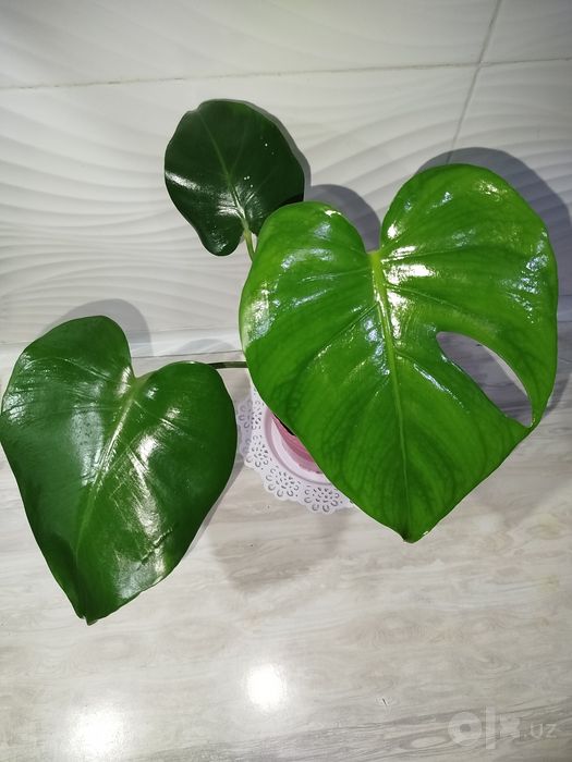 Monstera Delitsioza