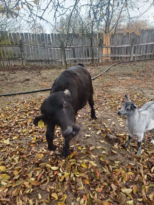 Vitei bivol crescuți natural ( vitel tauras taur vitica )