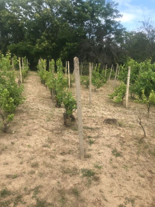 Продава се Парцел в Русе, Алеи Възраждане - 1000 кв.м за 10 €/кв.м - Снимка #2