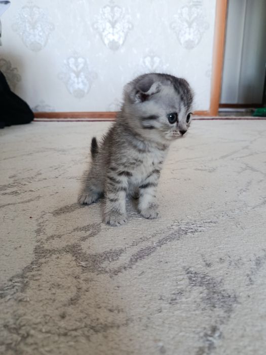 Кошка Веслоухо 1 месец