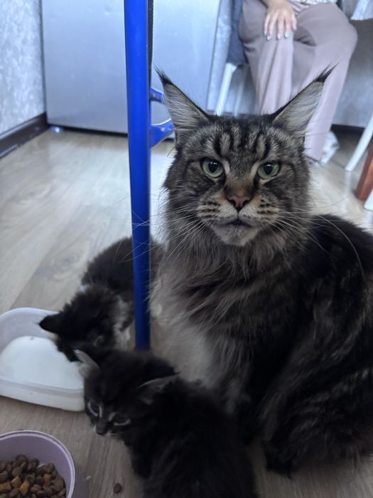 Котята смесь Мейн кун