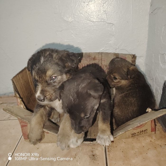 отдам щенят в добрые руки