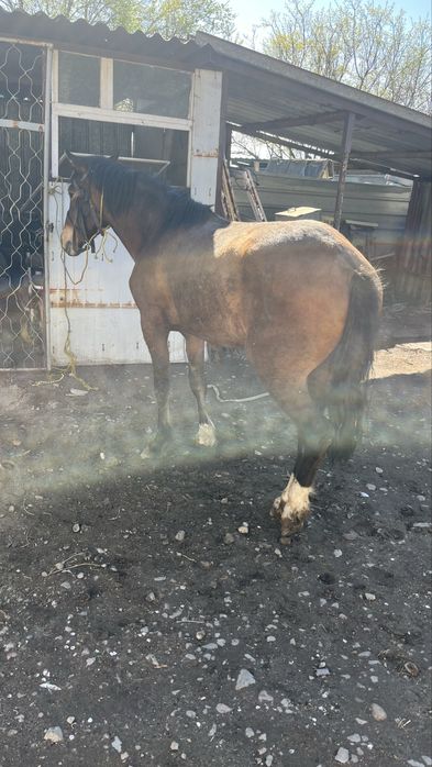 Байтал  3жасар семіз