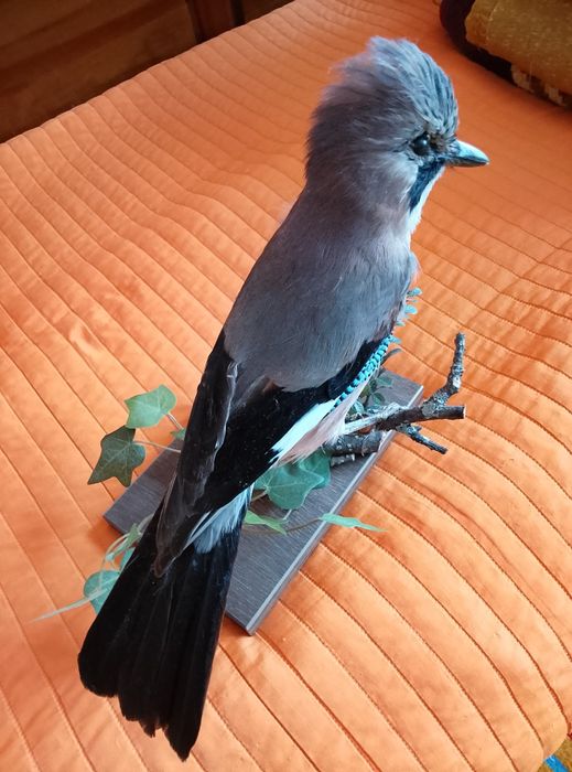 Препарирана Сойка