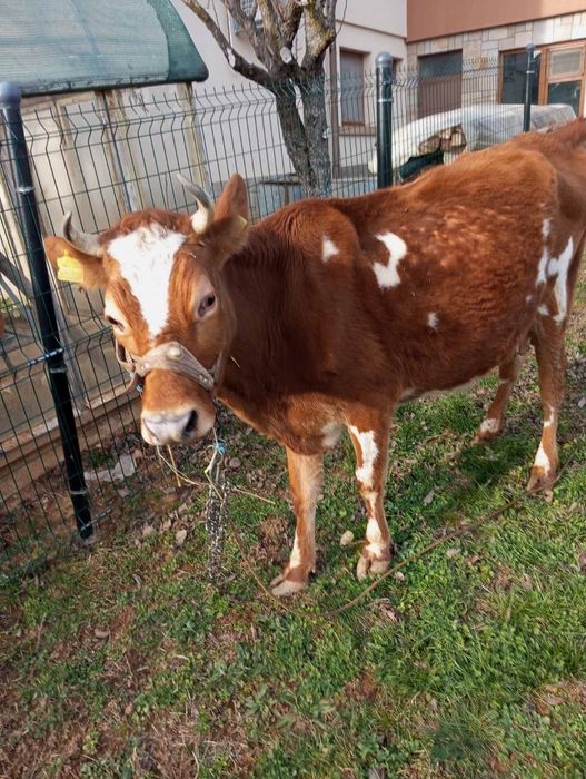 Продавам ялова крава