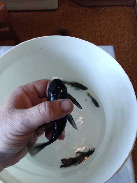 В продаже вуалевые сомы анцытрусы