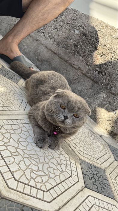 Srochni sotiladi 2 ta mushik zotor