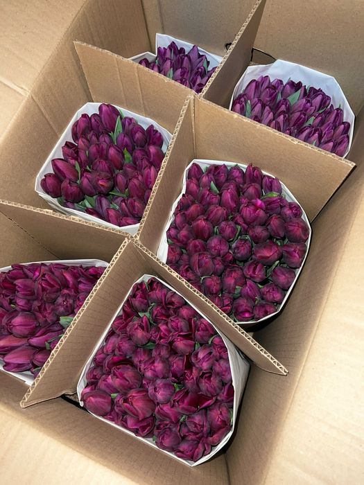 Тюльпаны В НАЛИЧИИ оптом Усть-Каменогорск