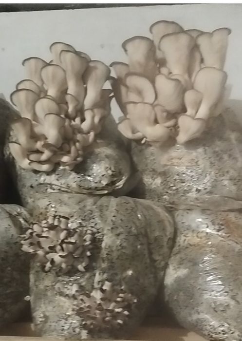 Грибы вешанка продам