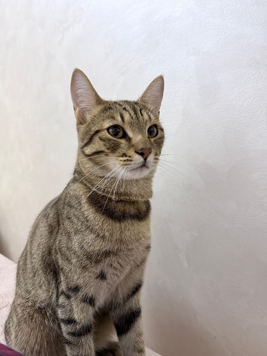 Отдам кота в хорошие руки