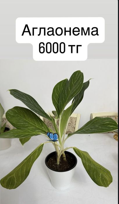 Продажа домашних растений