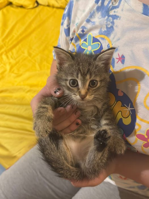 Котенок девочка
