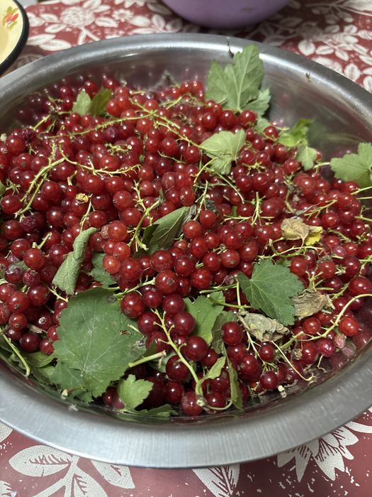 Красная смородина домашняя