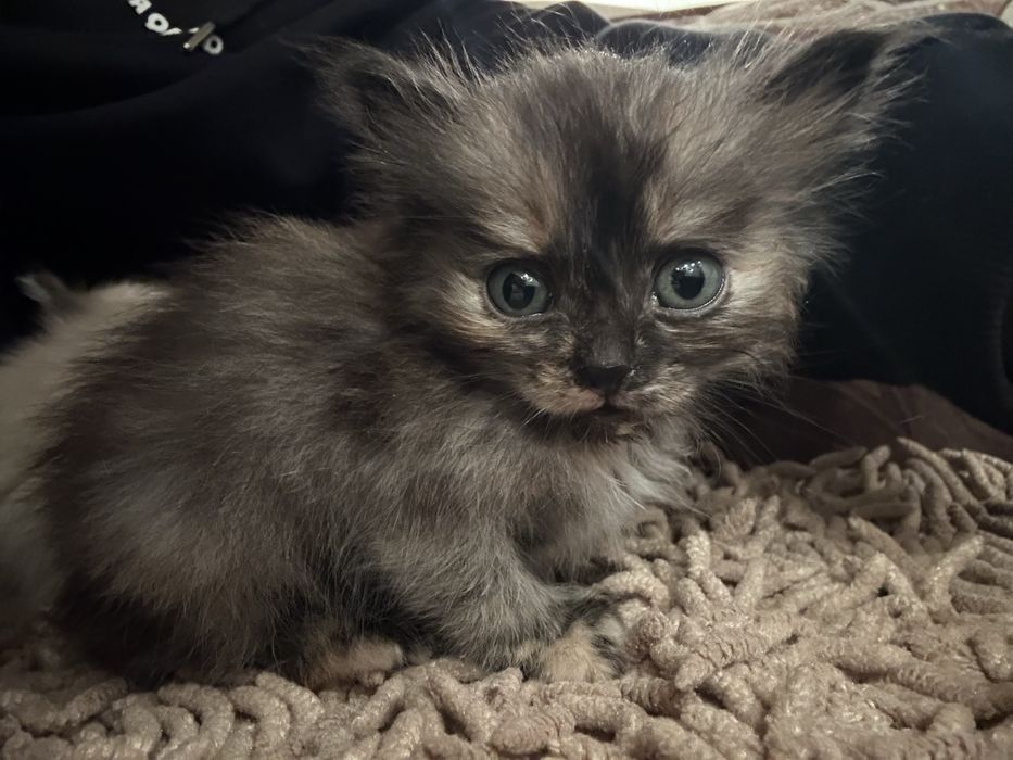 Котенок отдам в хорошие руки