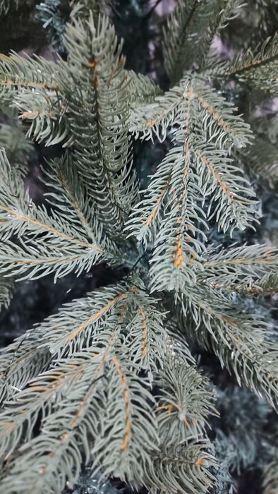 Продам ель 2,40 см