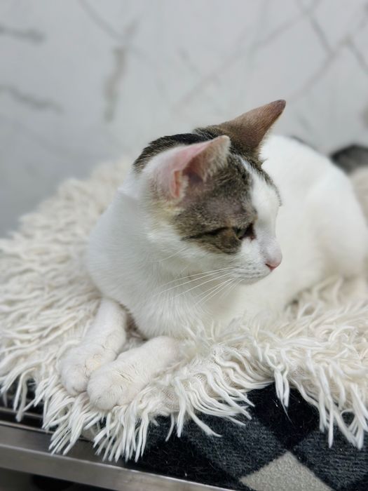 Adopție responsabilă București fetița de 7 luni