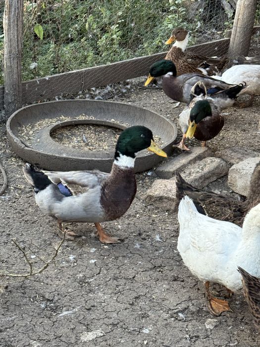 Rate, ratoi si gasca de vanzare