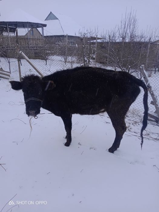 Қашар өте ақылды