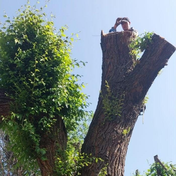 Спил деревьев от 10000тг