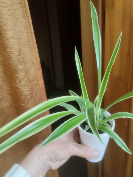 Хлорофитум.Продам.