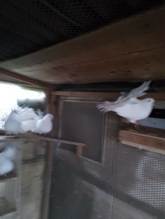 Гълъби, пауни, фазан