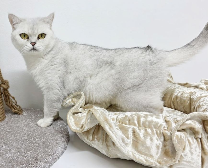 Стерелизованая  кошечка британская