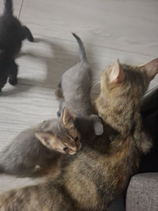 Котята а добрые руки отдам