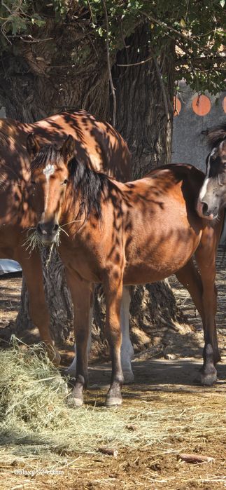 Продам кобылу беременную
