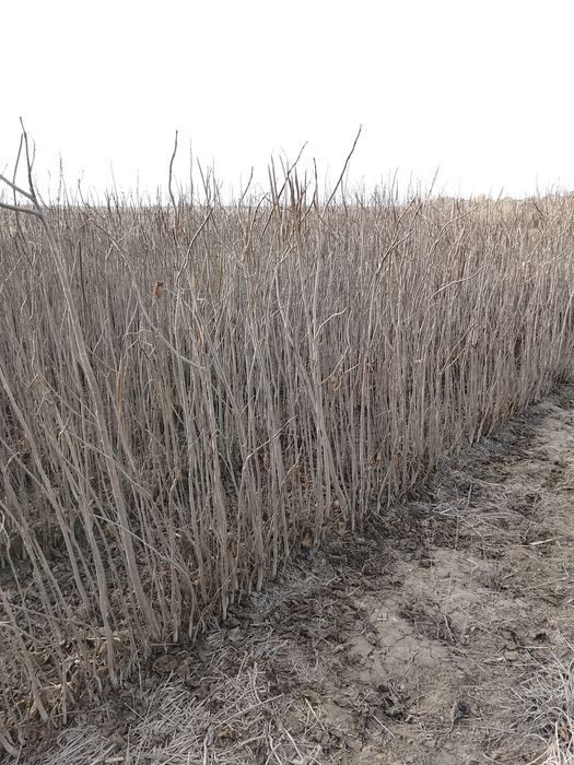 Тут,гужум,каталпа,ва мевали кучатлар сотилади