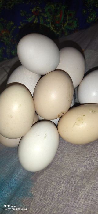 Яйца домашные для инкубации