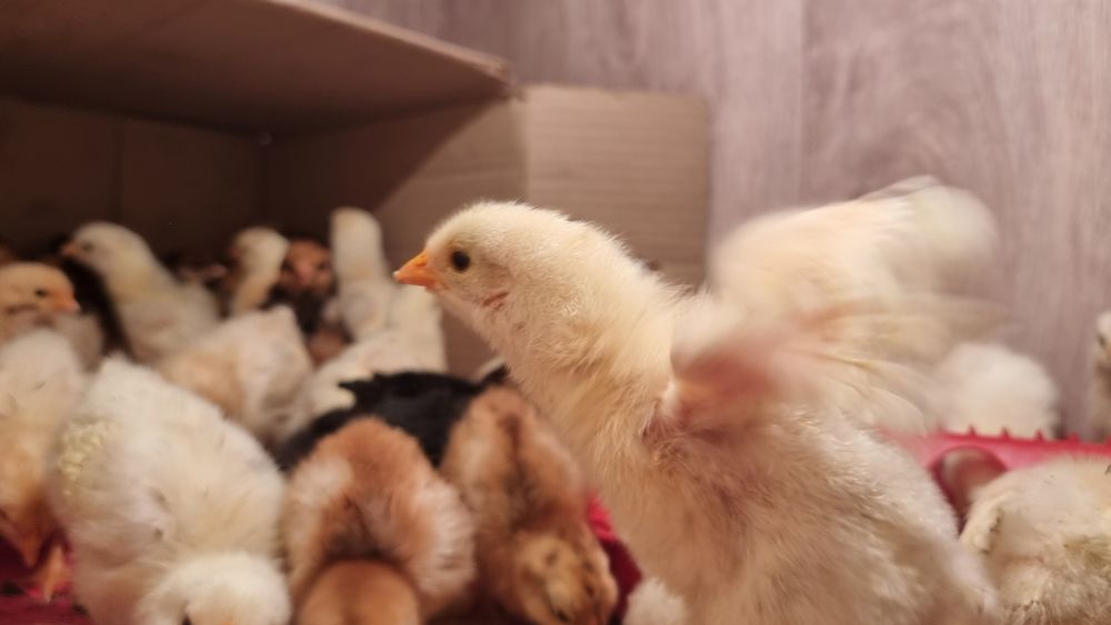 Продам цыплят всех