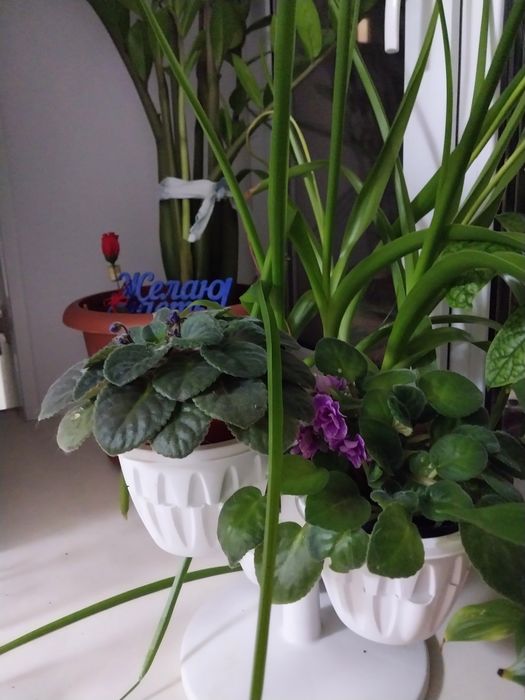 Продам цветы комнатные.