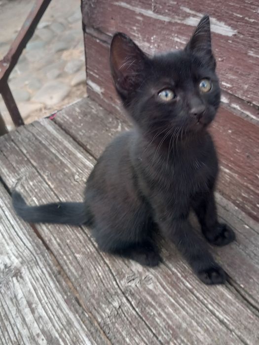Pisoi spre adopție