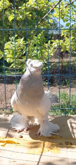 Голуби игровых кровей