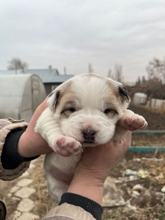 Продам щенков Алабая