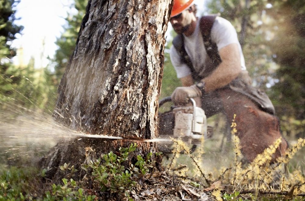 Спил деревьев  ағаш кесемиз