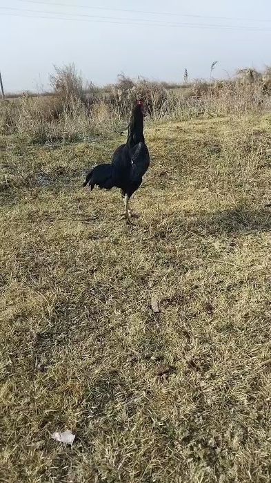 Прадам баитсовава питуха