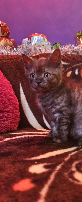 Motan tigrat drăgălaș