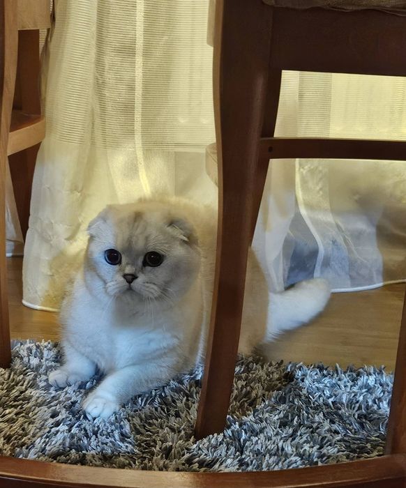 Британски сребърни чинчили