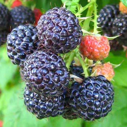 Кустики черной малины