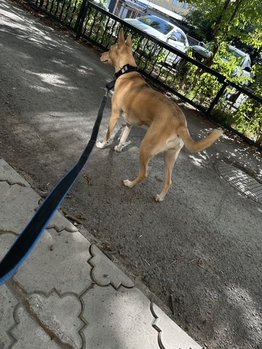 Отдадим собаку в хорошие руки