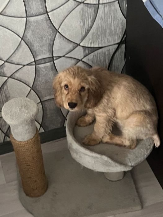 Английский кокер спаниель