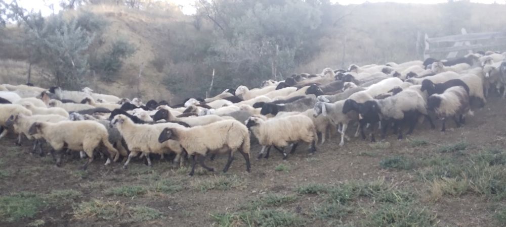 De vânzare oi turcane